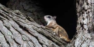 Do Squirrels Come Out At Night And The Best Time to See Them