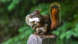 Can Squirrels Eat Mushrooms? Why They Love Fungi ...