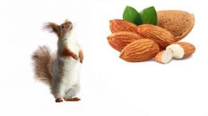 Can Squirrels Eat Almonds? (Healthy Nutritional Value)