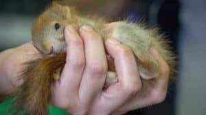 can a squirrel be tamed